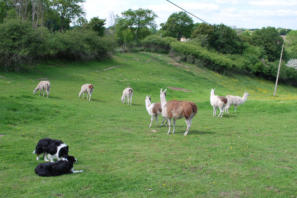 The llamas in the lower field with the dogs